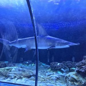 Shark Encounter - Great hammerhead
