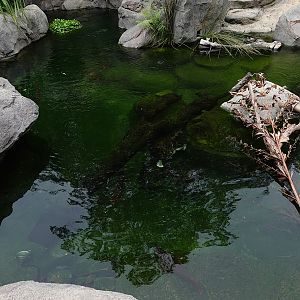 Rainforest Wild Asia : Entrance Gorge - terrapin and arowana enclosure