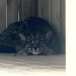 Asian Golden Cat-2