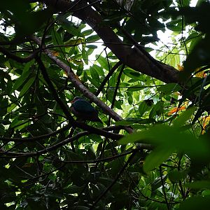 Rainforest Wild Asia : wild emerald dove