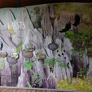 Rainforest Wild Asia : Educational Display