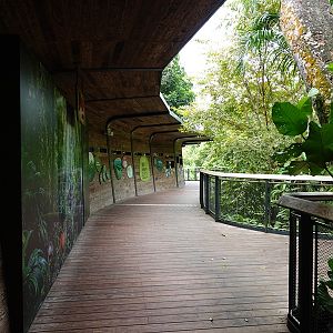 Rainforest Wild Asia : Walkway