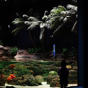 Ancient waters: Epaulette shark tank