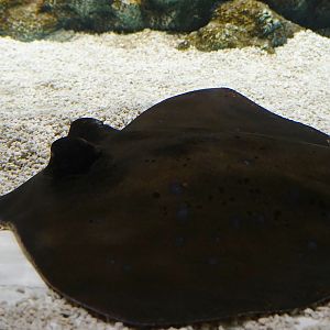 Kuhl's maskray (Neotrygon kuhlii)