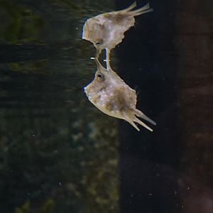 Juvenile Longhorn boxfish (Lactoria cornuta)