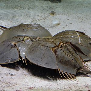 Indo-Pacific horseshoe crab (Tachypleus gigas)