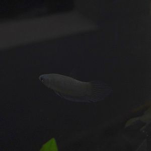 Betta sp, Zoo Negara