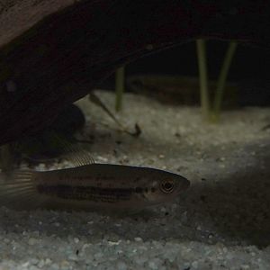 Betta sp, Zoo Negara