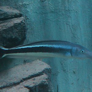 Blue blanquillo (Malacanthus latovittatus)