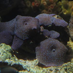 Blue mushroom anemone (Discosoma nummiforme)