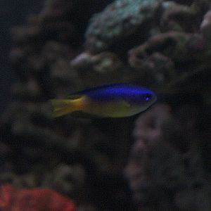 Goldbelly damsel (Pomacentrus auriventris)