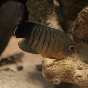 Blacktail angelfish (Centropyge eibli)
