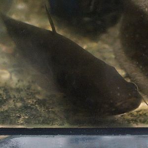 Ompok catfish (Ompok cf. siluroides)