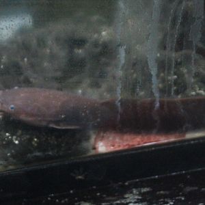 Forest walking catfish (Clarias leiacanthus)