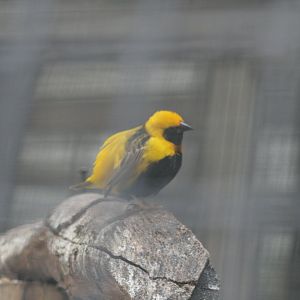 yellow-crowned bishop