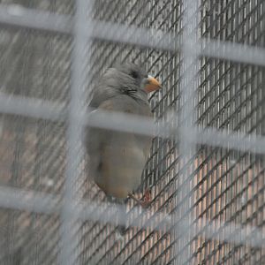 yellow-billed grosbeak (female)