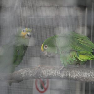 yellow crowned amazon