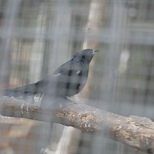 white-lined tanager m