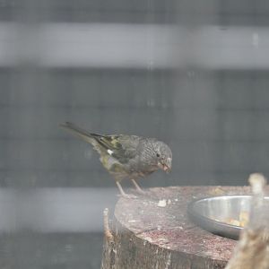 White-winged Grosbeak