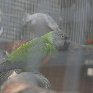 senegal parrot