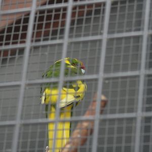 Red-fronted Kakariki (domestic)