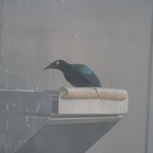 purple glossy starling