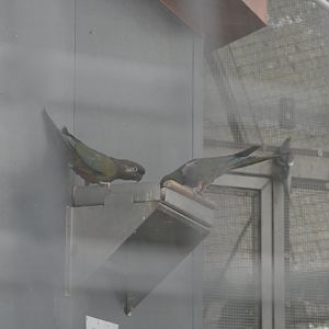 patagonian burrowing parrot