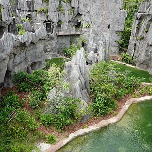 Rainforest Wild Asia : The Karsts - Francois langur enclosure