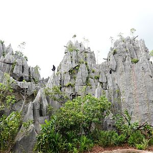 Rainforest Wild Asia : The Karsts - Francois langur enclosure