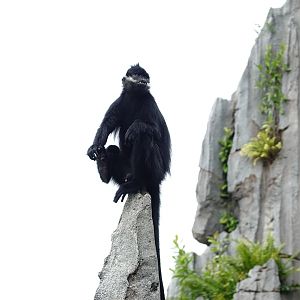 François' langur (Trachypithecus francoisi)