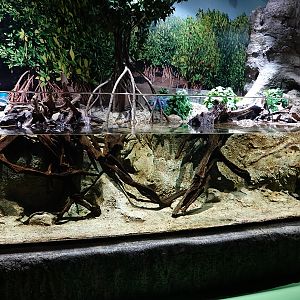 Singapore's Coast: Silver moony and cardinalfish tank