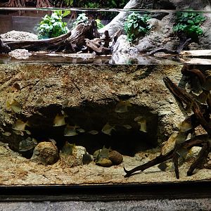 Singapore's Coast: Silver moony and cardinalfish tank