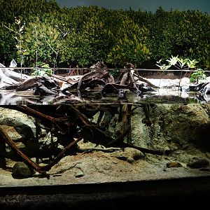 Singapore's Coast: Archerfish and pufferfish tank