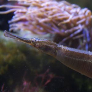 Greater Pipefish (Syngnathus acus), 26-11-25