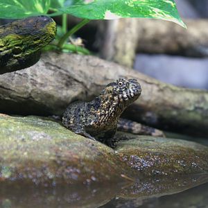 Chinese Crocodile Lizard (Shinisaurus crocodilurus crocodilurus), 26-11-25