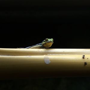 Yellow-headed Day Gecko (Phelsuma klemmeri), 26-11-25