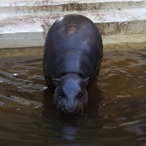 Western Pygmy Hippo (Choeropsis liberiensis liberiensis), 26-11-25
