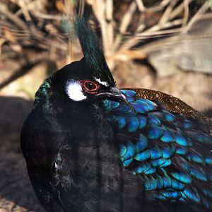 Palawan Peacock-pheasant (Polyplectron napoleonis), 26-11-25