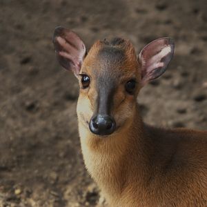 Red Duiker (Cephalophus natalensis), 26-11-25