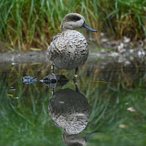 Marbled teal Marmaronetta angustirotiis