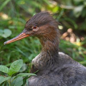 Scaly-sided merganser Mergus squamatus