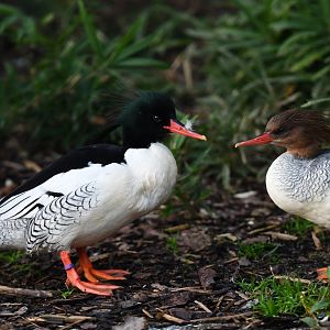 Scaly-sided merganser Mergus squamatus
