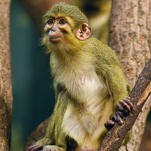 Northern talapoin Miopithecus ogouensis