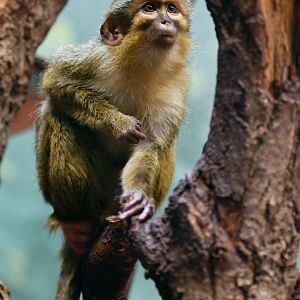 Northern talapoin Miopithecus ogouensis