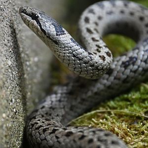 Dice snake Natrix tessellata