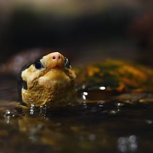 Malayan flat-shelled turtle Notochelys platynota
