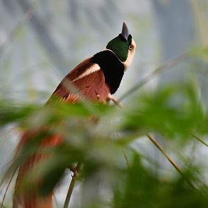 Raggiana Bird-of-paradise Paradisaea raggiana