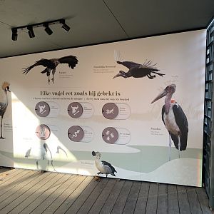 Hippo aviary signage