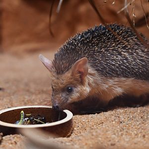 Long-eared hedgehog Hemiechinus auritus