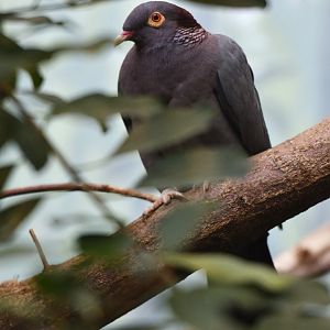 Scaly-naped pigeon Patagioenas squamosa